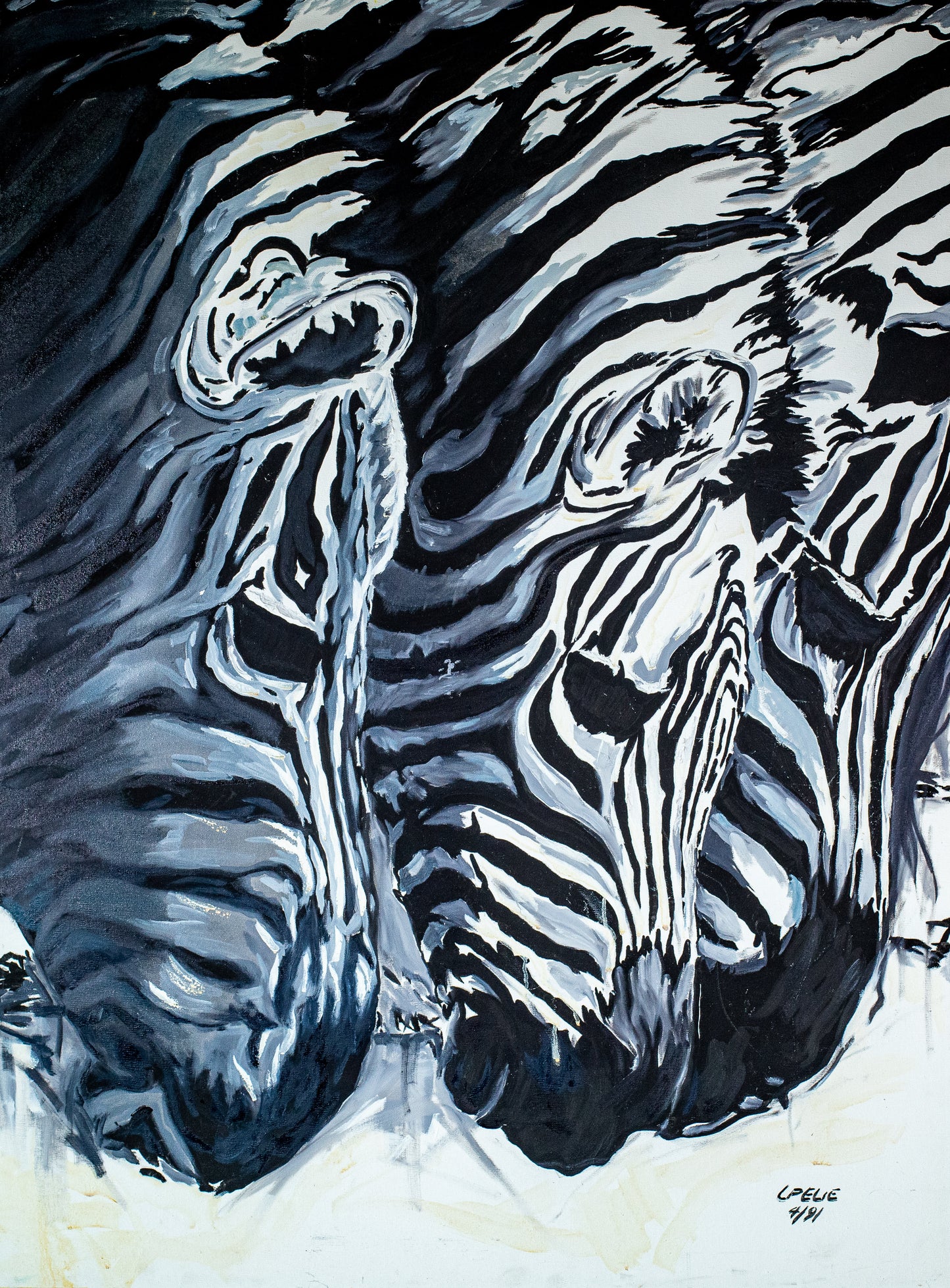 Baby Zebras (Chromluxe Metal Print)